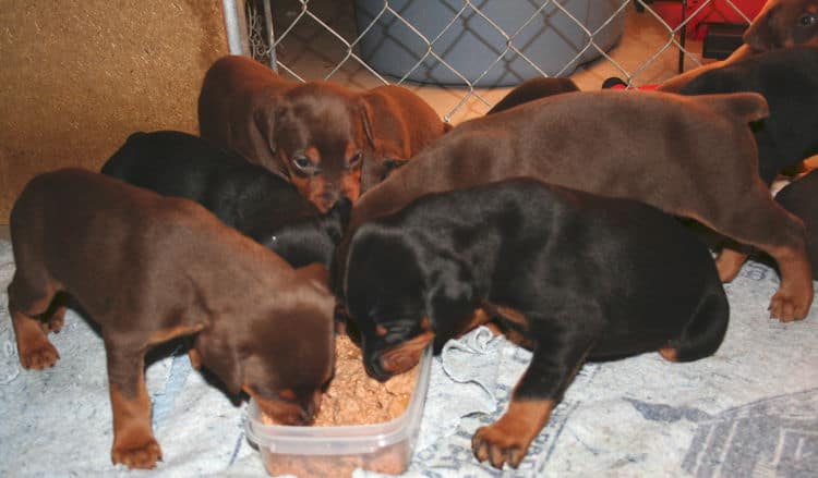 3 week old doberman puppies