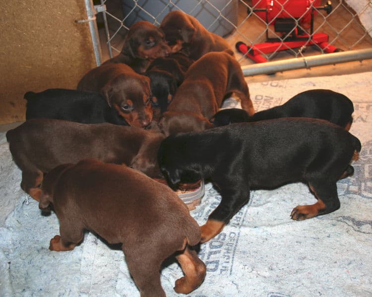 3 week old doberman puppies