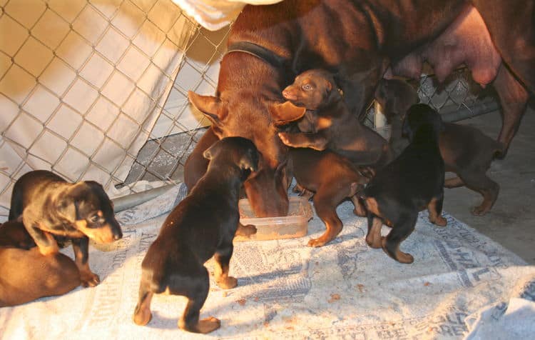 3 week old doberman puppies