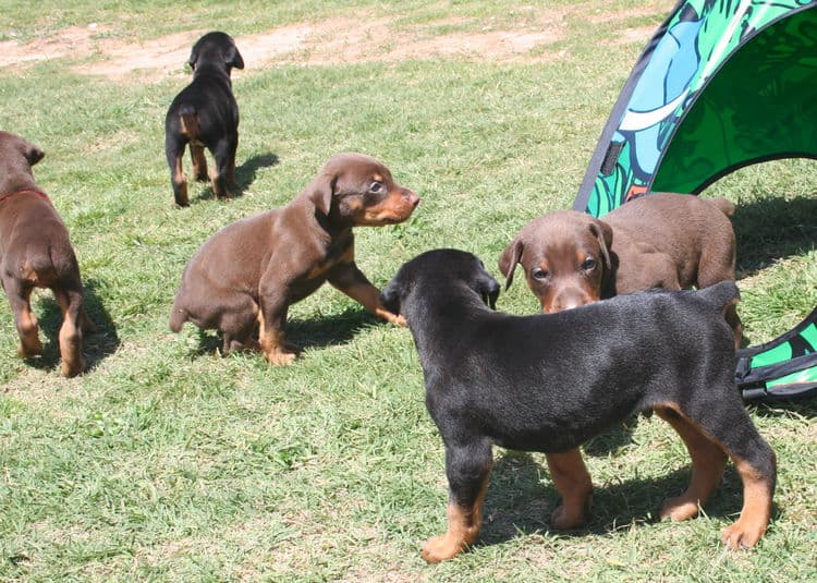 4 week old doberman puppies