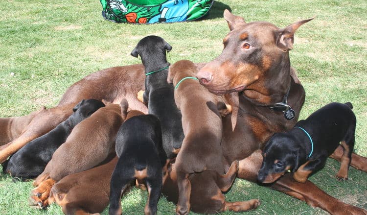 4 week old doberman puppies