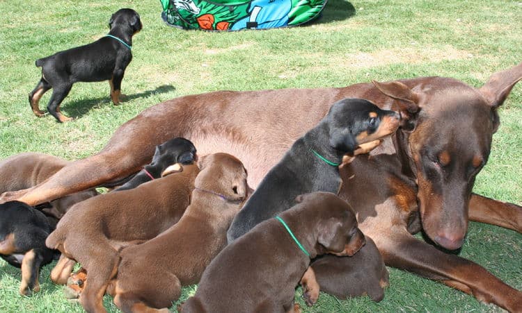 4 week old doberman puppies