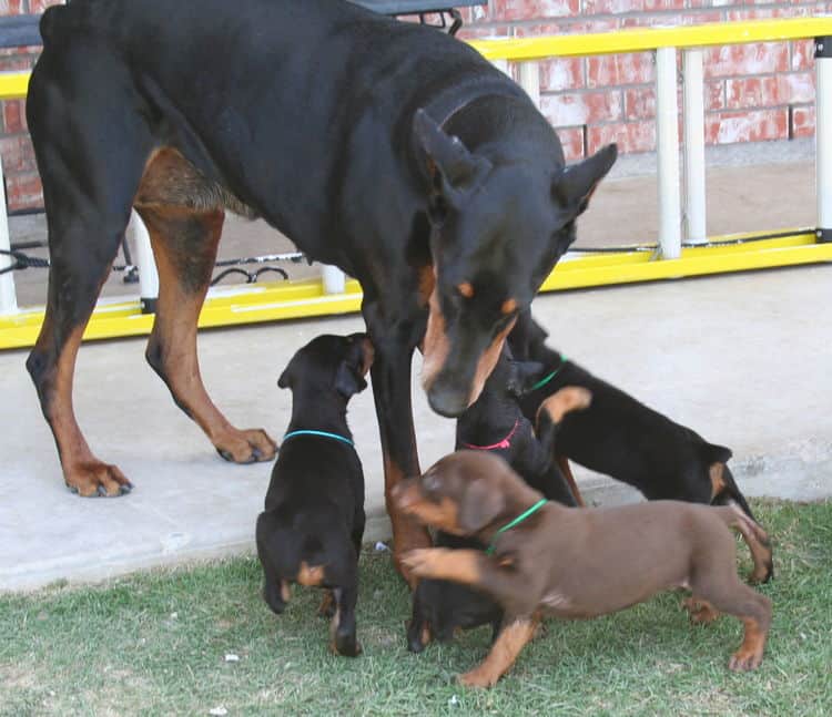 4 week old doberman puppies