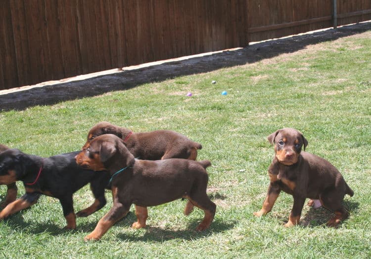 3 week old doberman puppies