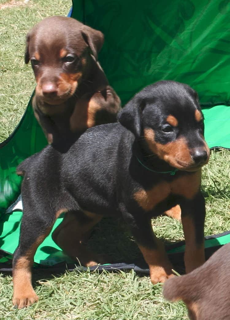 black female dobe pup