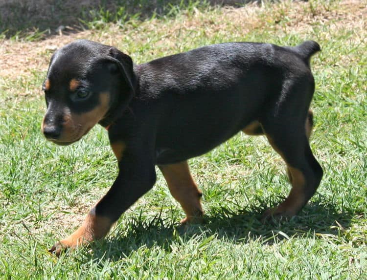 black female dobe pup