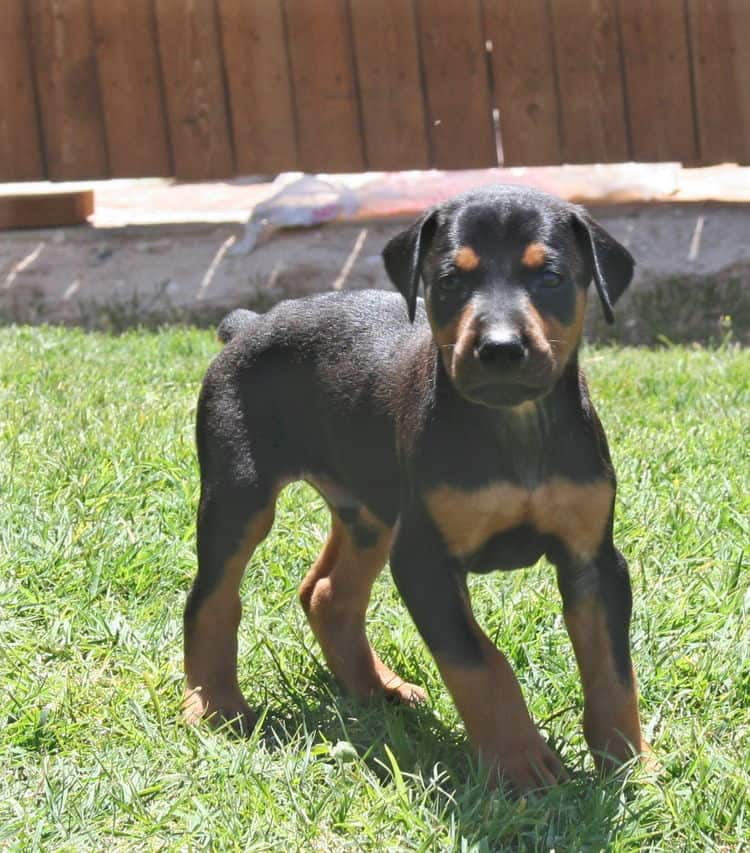 black male dobe pup