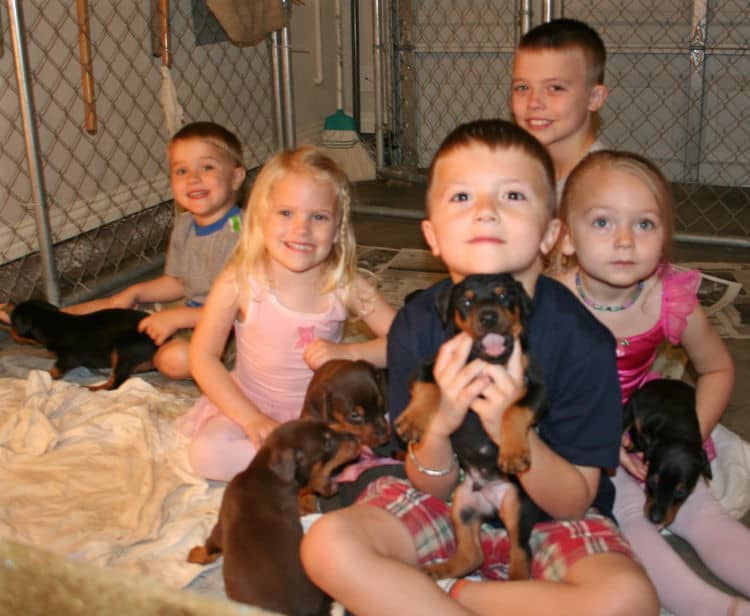 4 week old doberman puppies