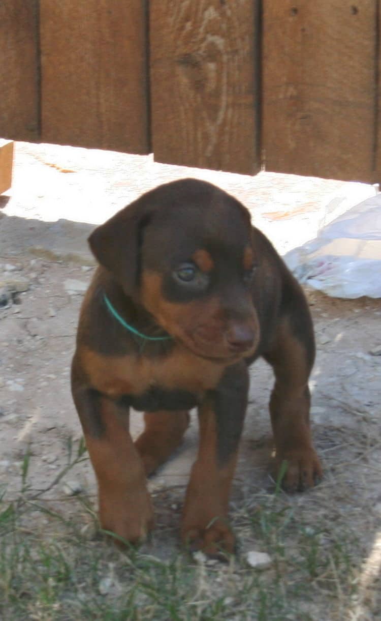 red female dobe pup