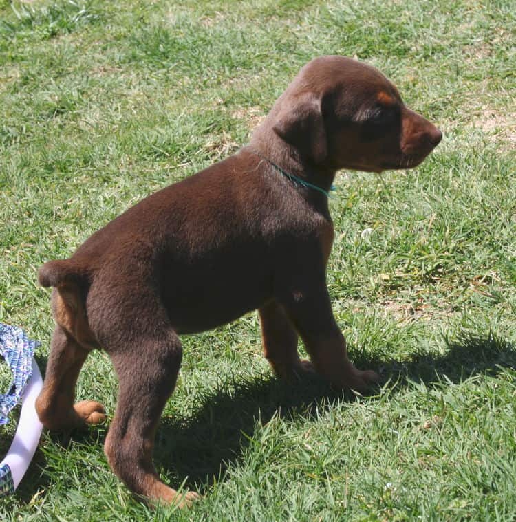 red female dobe pup