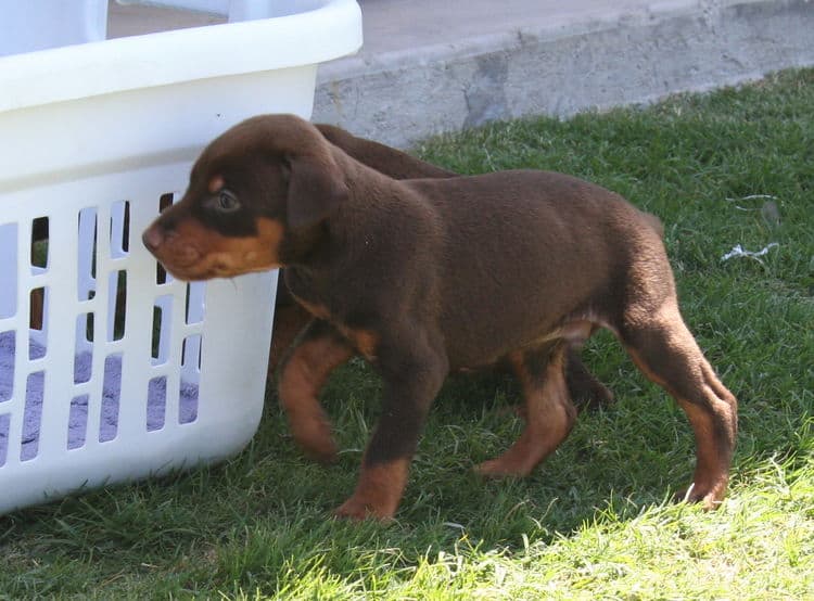 red male dobe pup