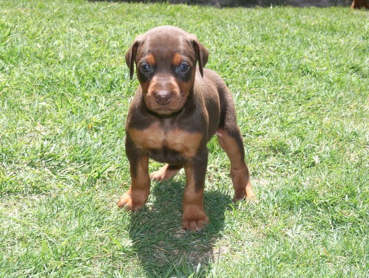 red male dobe pup