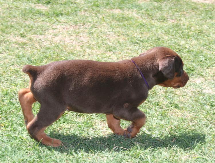 red male dobe pup