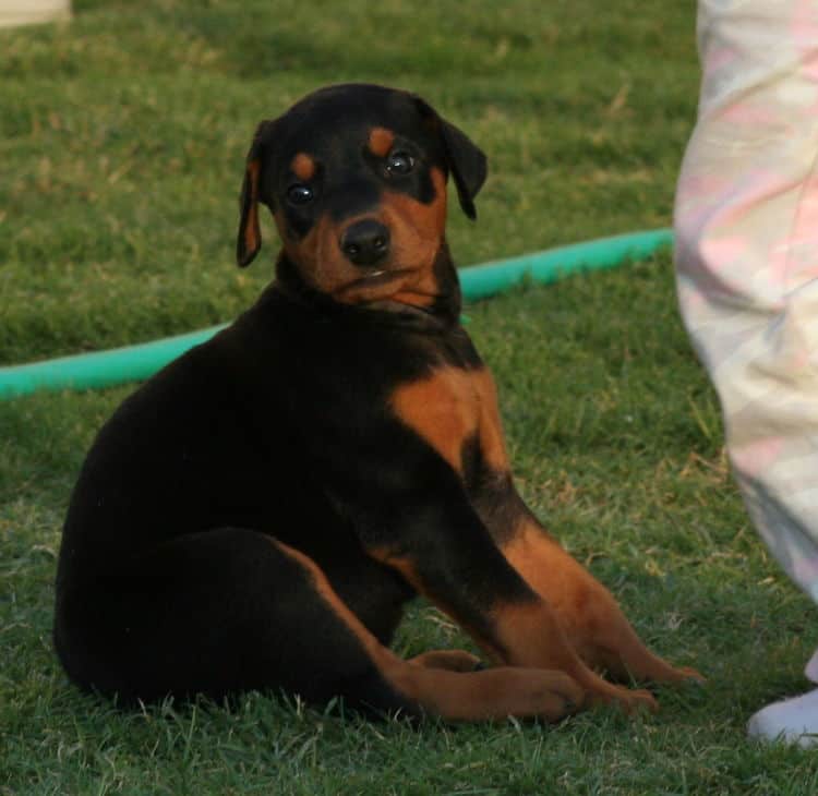 black female dobe pup