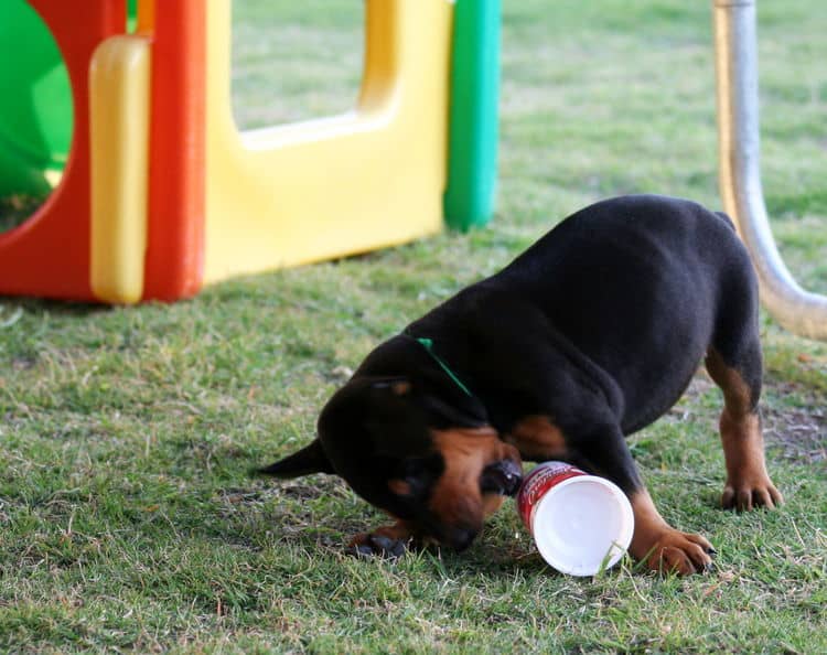 black female dobe pup