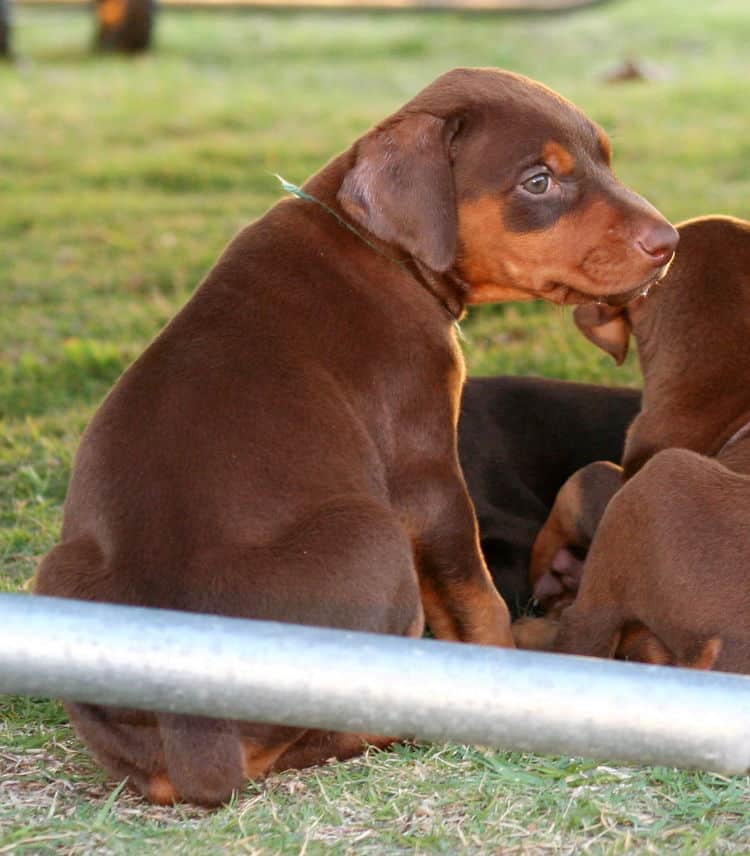 red female dobe pup