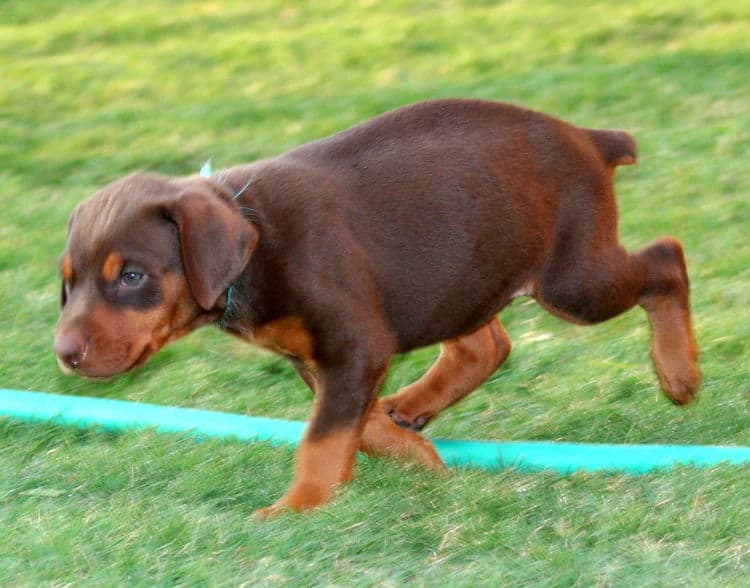 red female dobe pup