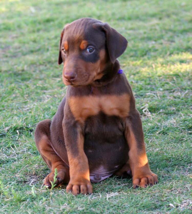 red male dobe pup