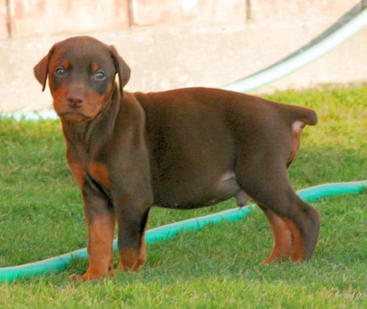 red male dobe pup