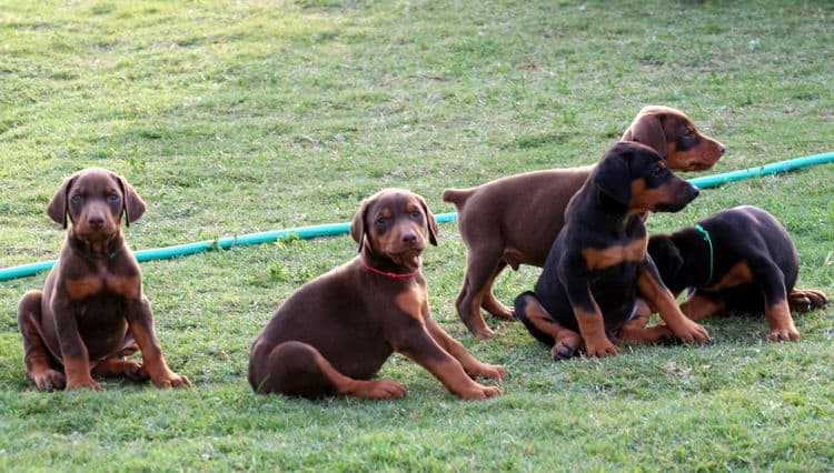 6 eek old doberman puppies