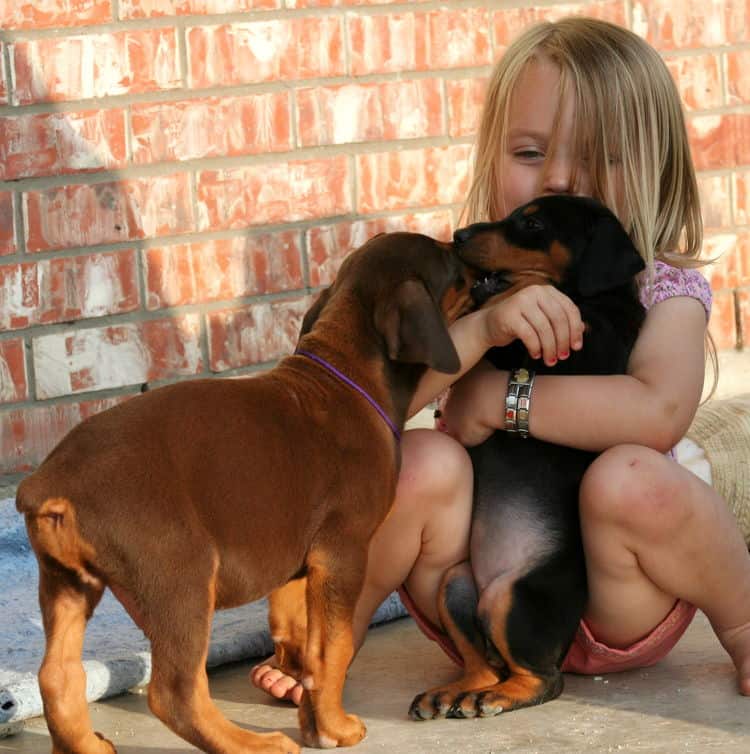 6 week old doberman puppies