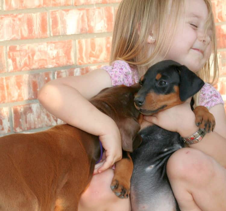 6 week old doberman puppies