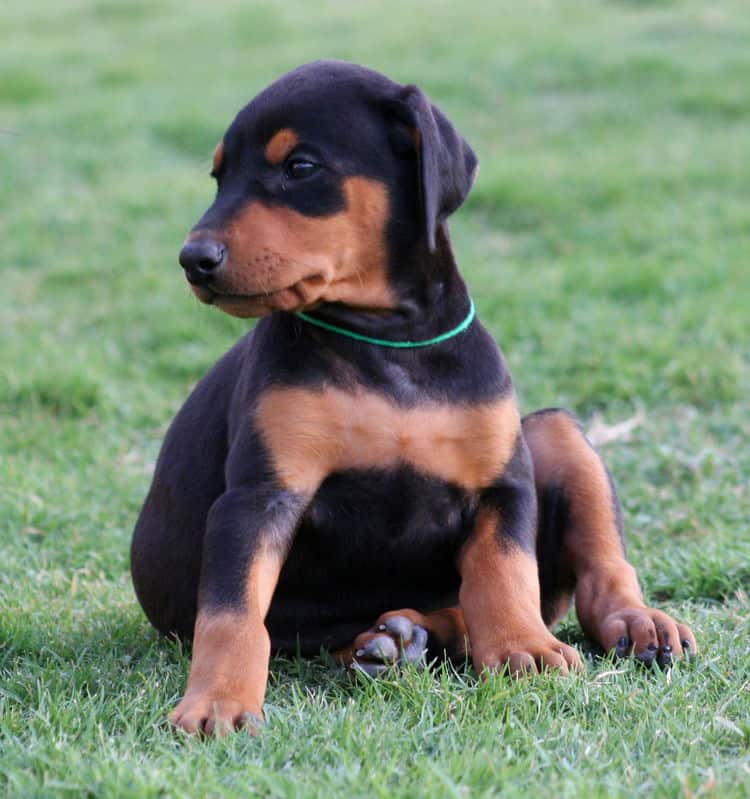 black female dobe pup