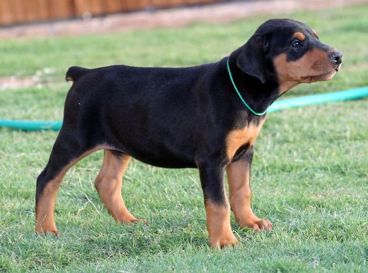 black female dobe pup