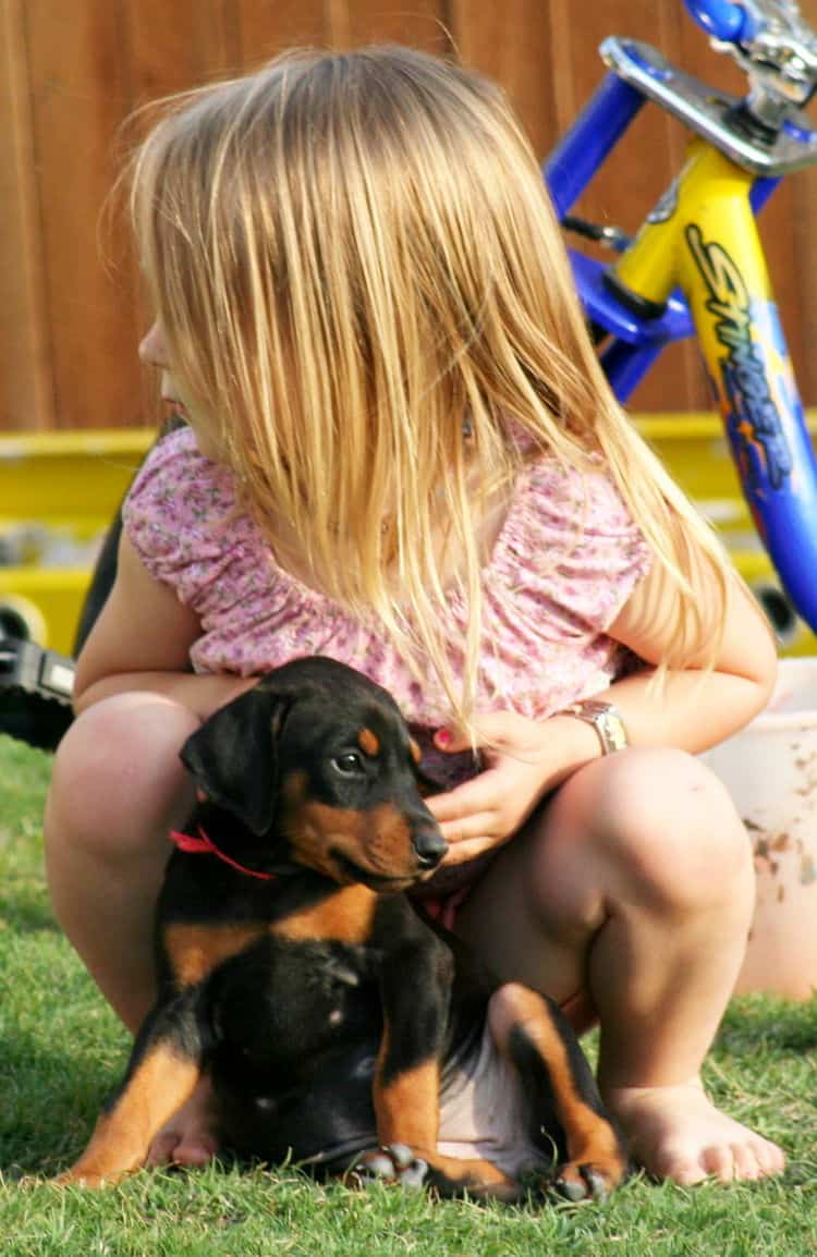 black female dobe pup