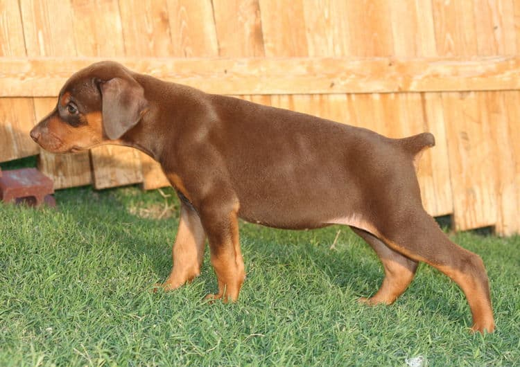 red female dobe pup