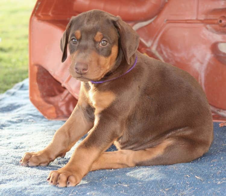 red male dobe pup