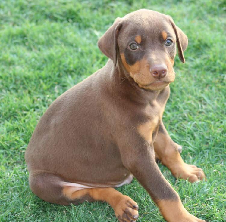 red male dobe pup