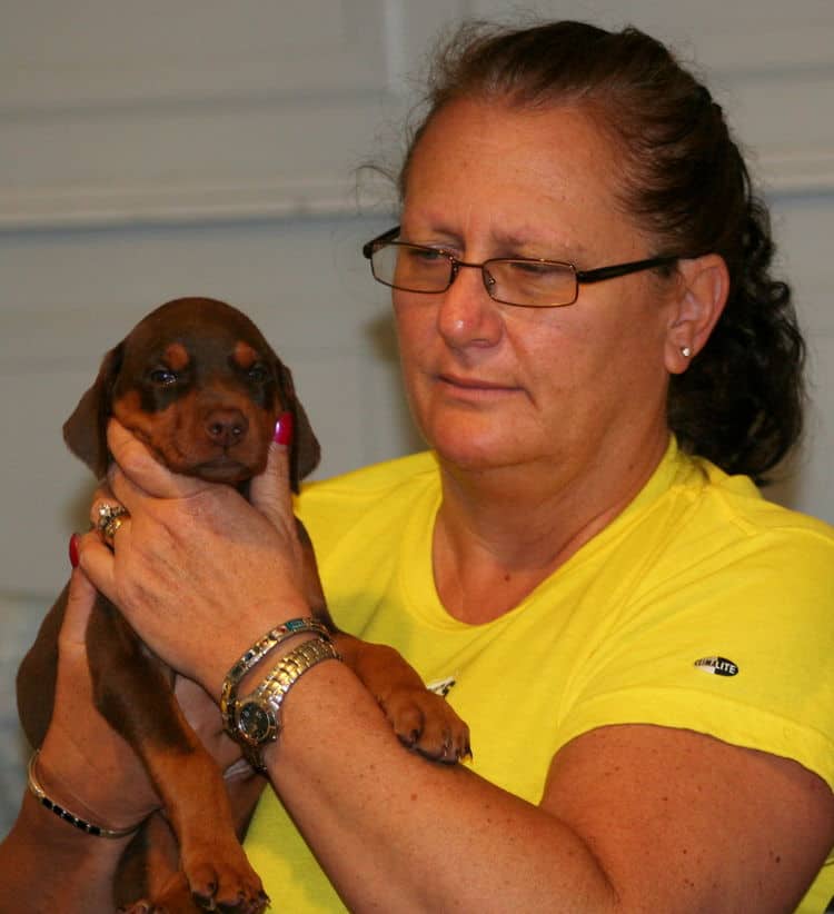 red female dobe pup