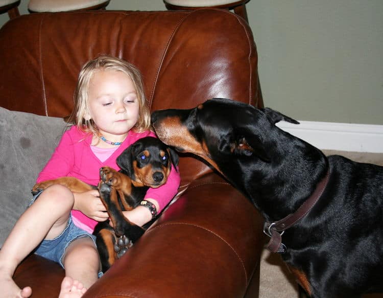 black female dobe pup