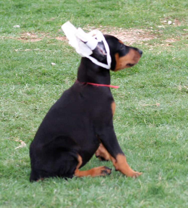 black female dobe pup