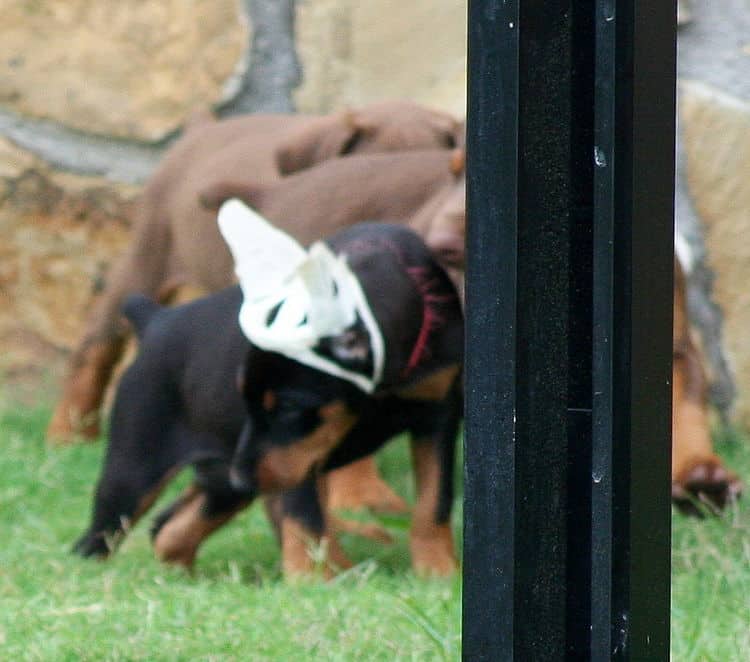 black female dobe pup