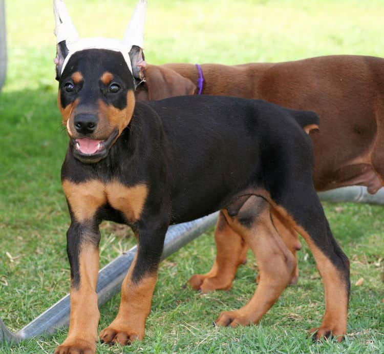 black male dobe pup