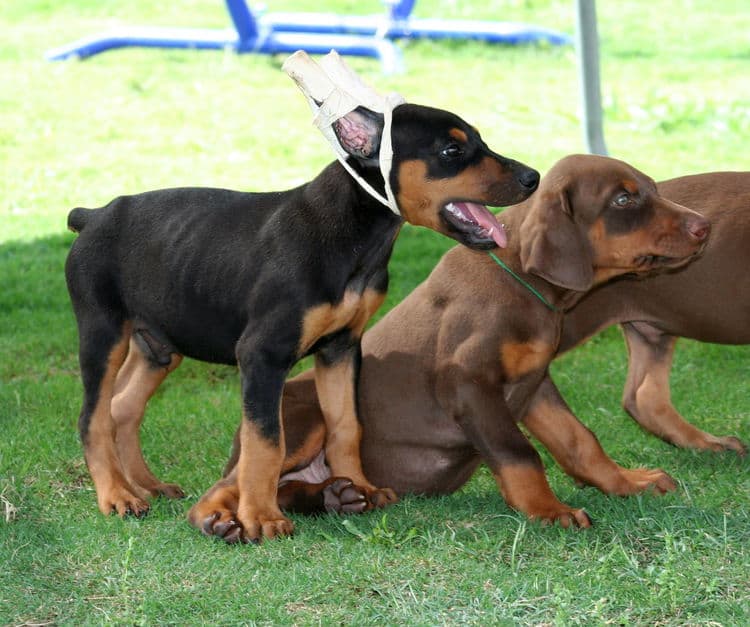 black male dobe pup