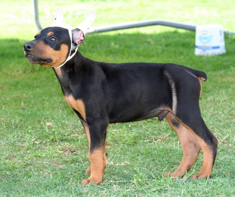 black male dobe pup