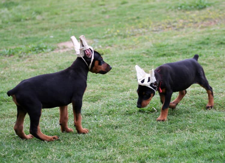 black male dobe pup