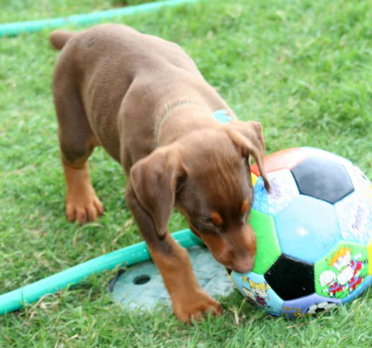 red female dobe pup