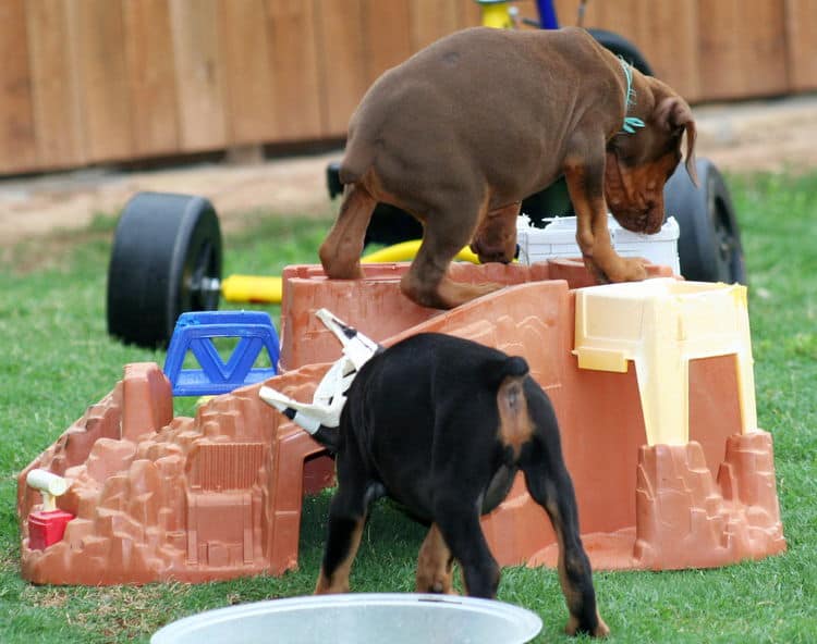 red female dobe pup