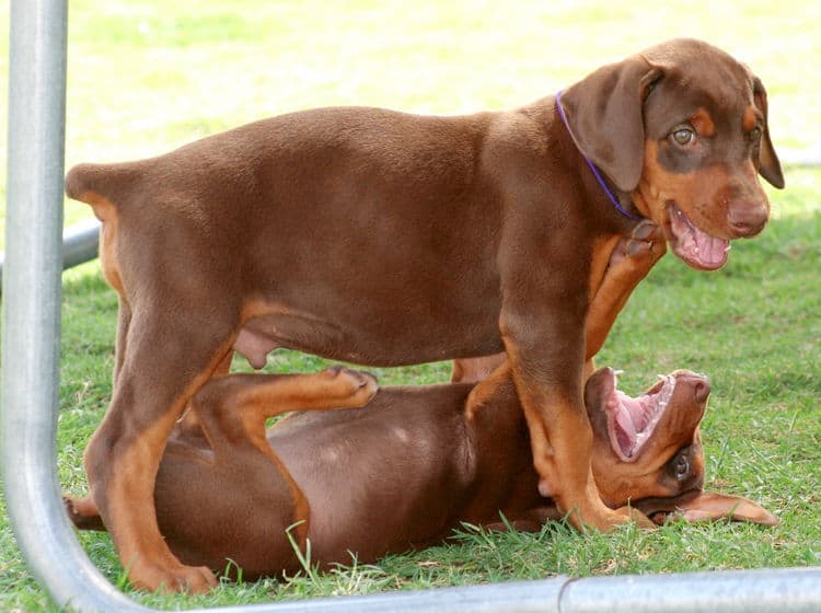 red male dobe pup