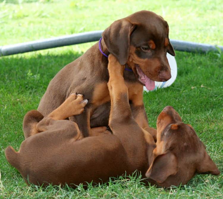 red male dobe pup