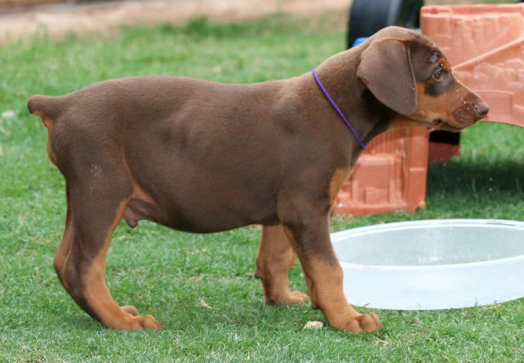 red male dobe pup