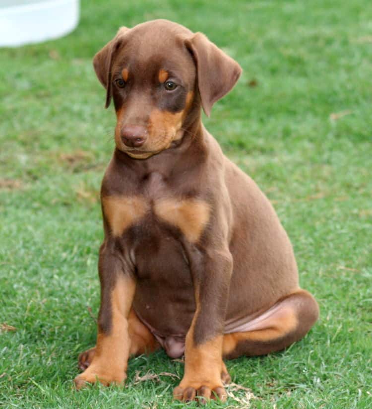 red male dobe pup