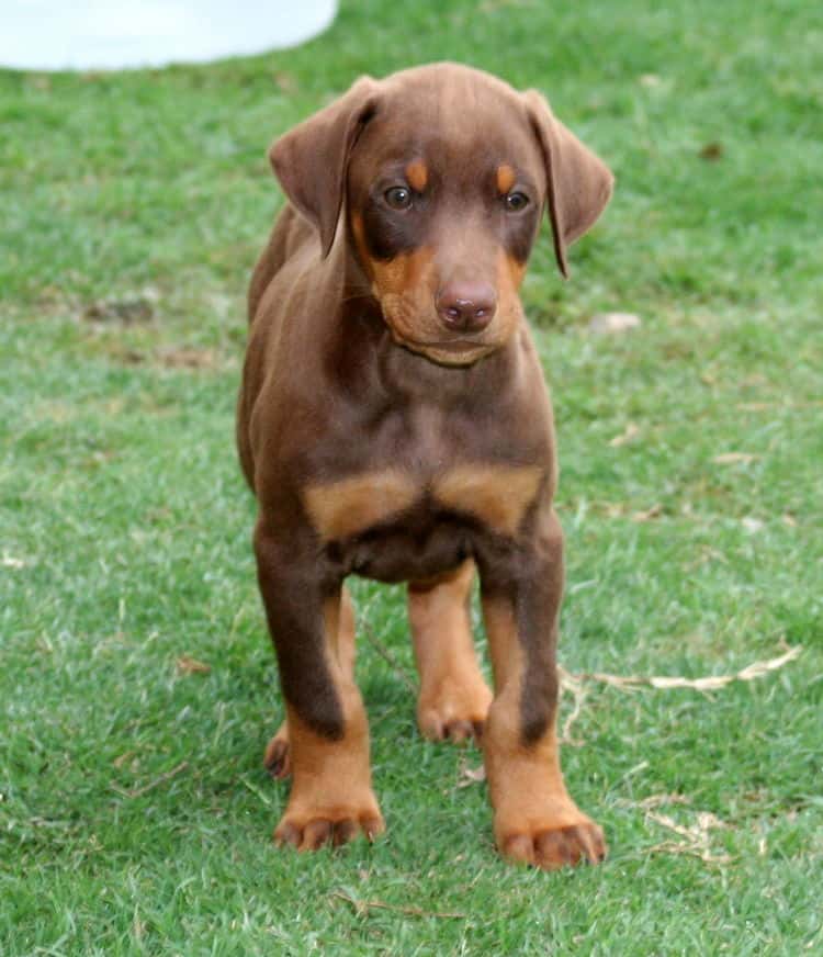 red male dobe pup