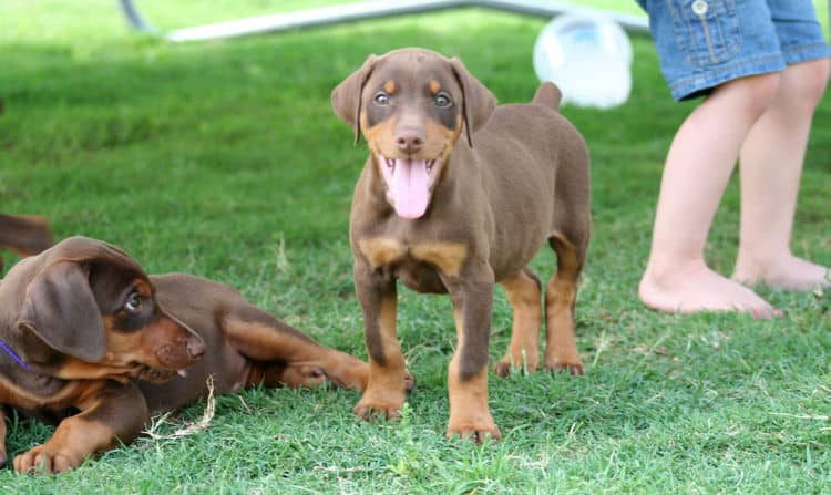 red male dobe pup