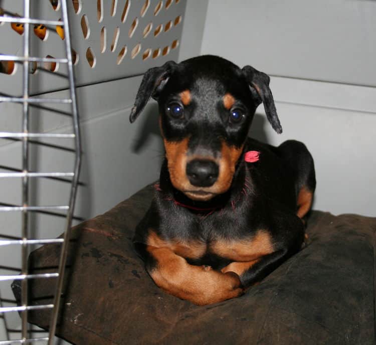 black female dobe pup