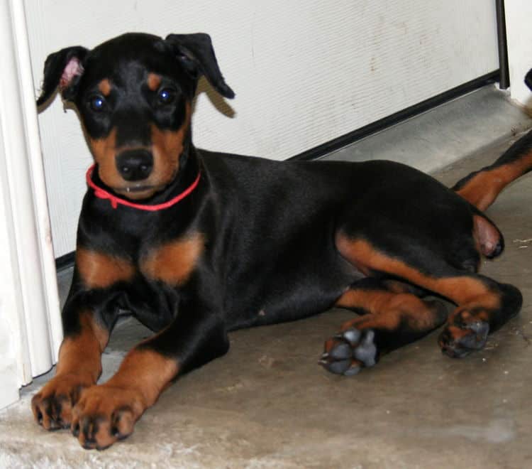 black female dobe pup